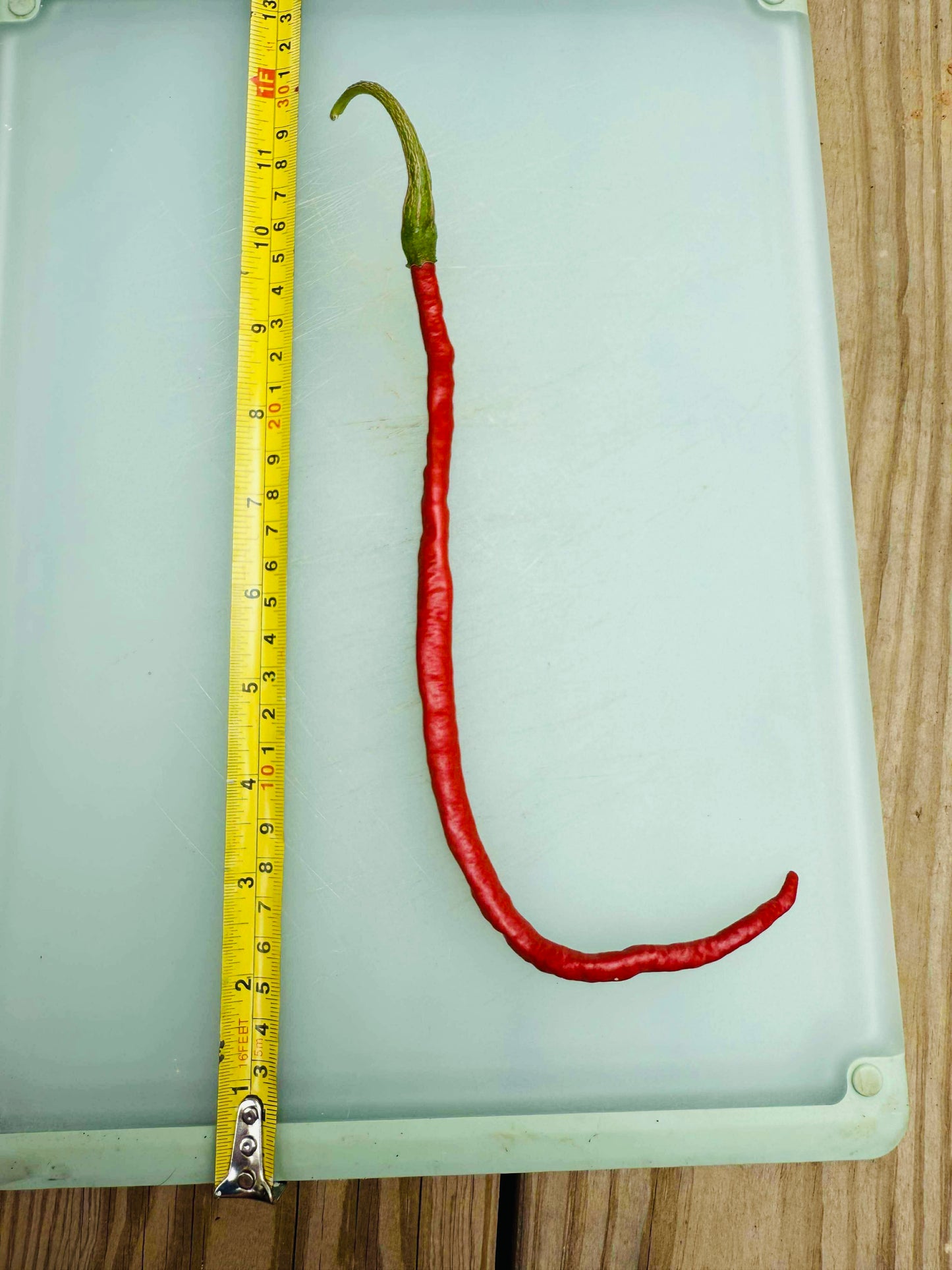 Thunder Mountain Longhorn - Pepper Seeds