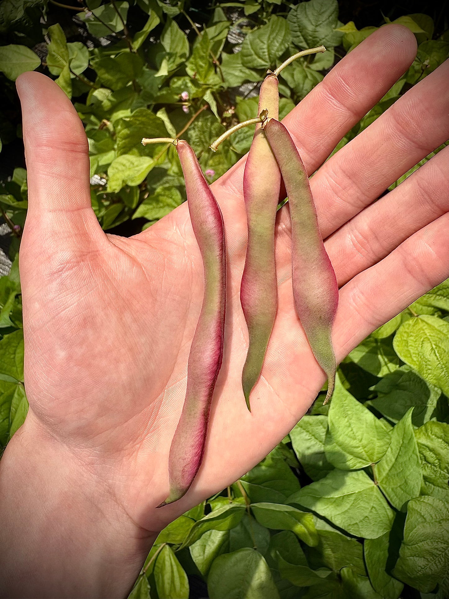 Bean - Tanya’s Pink Pod