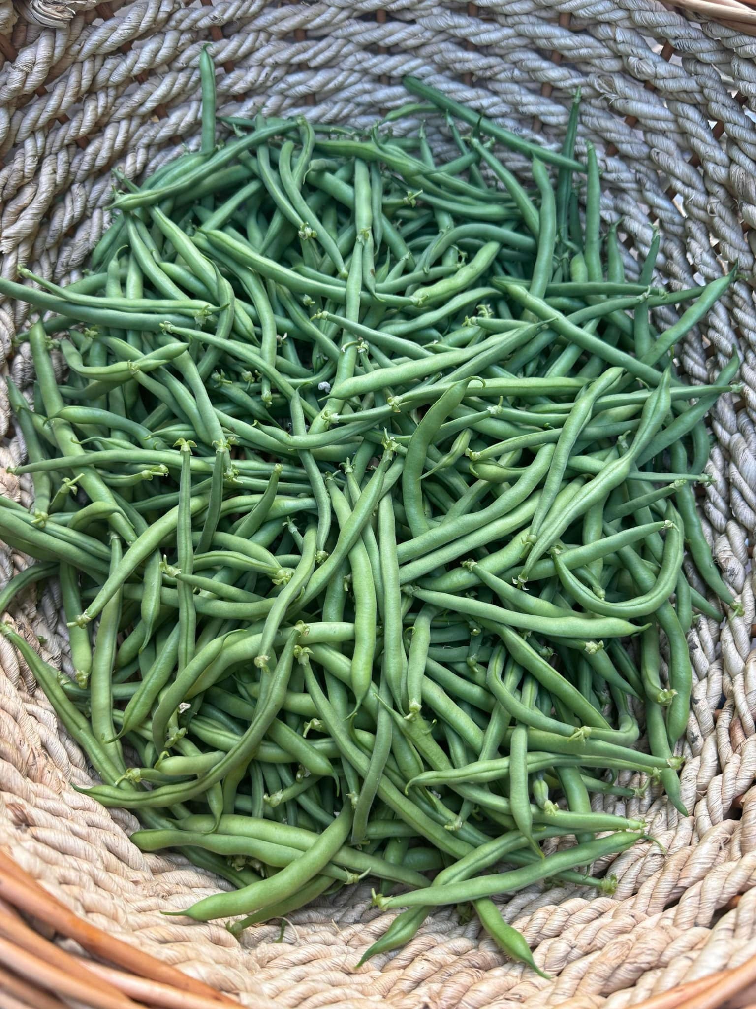 jade bean plant Bean