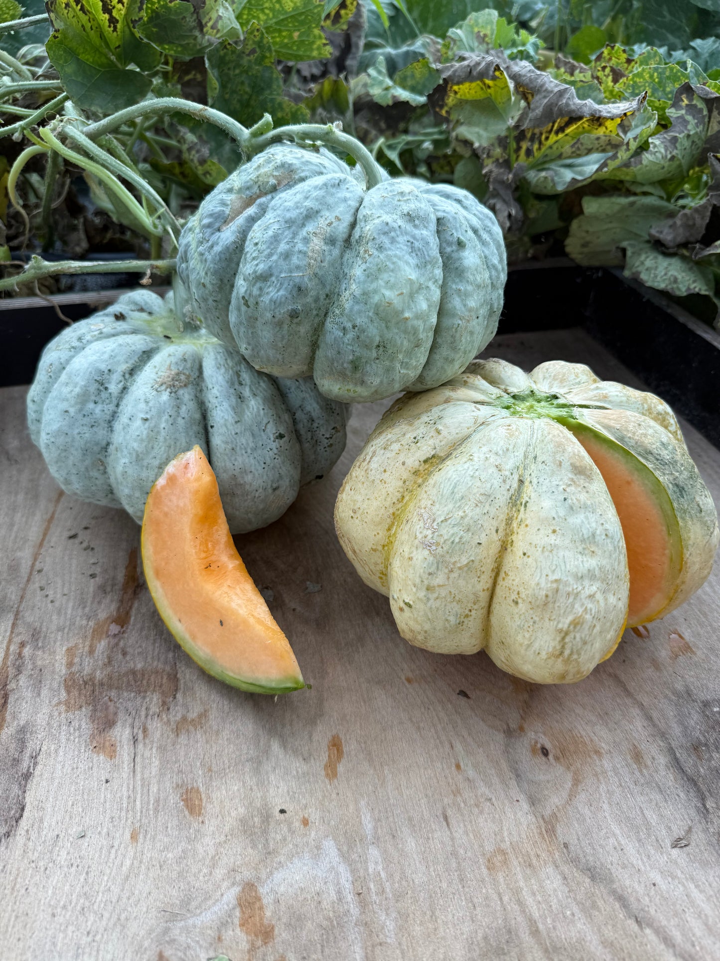Melon - Prescott Fond Blanc