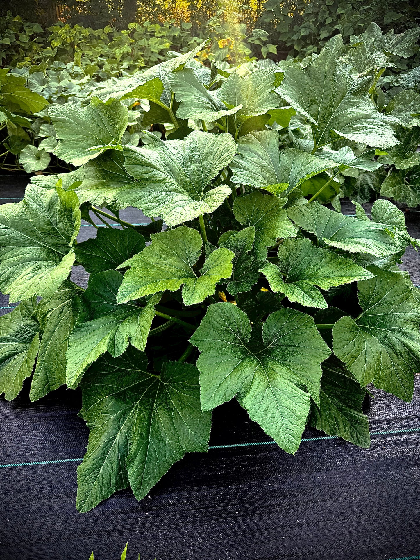 Summer Squash - Rugosa Friulana