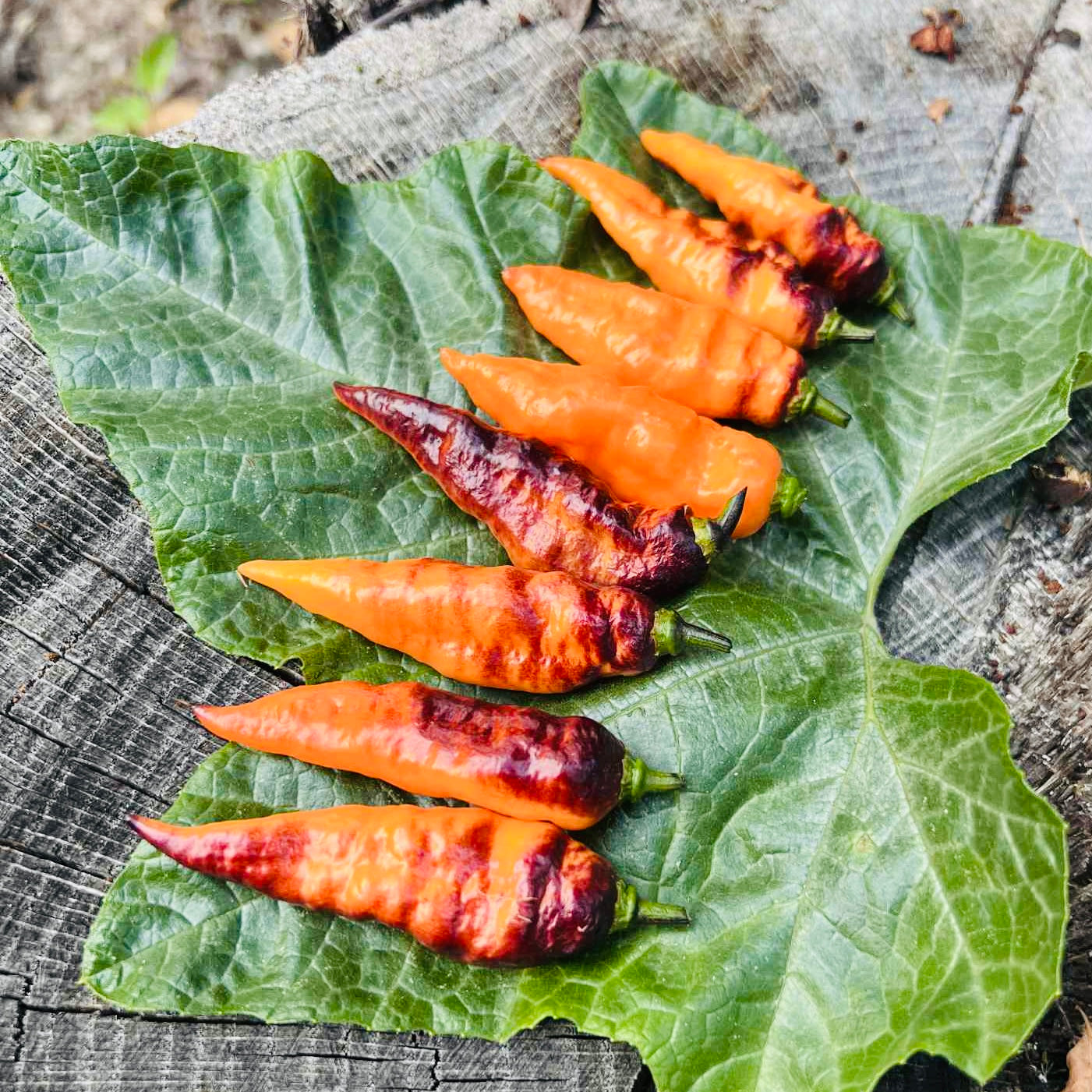 Pepper - Black Panther