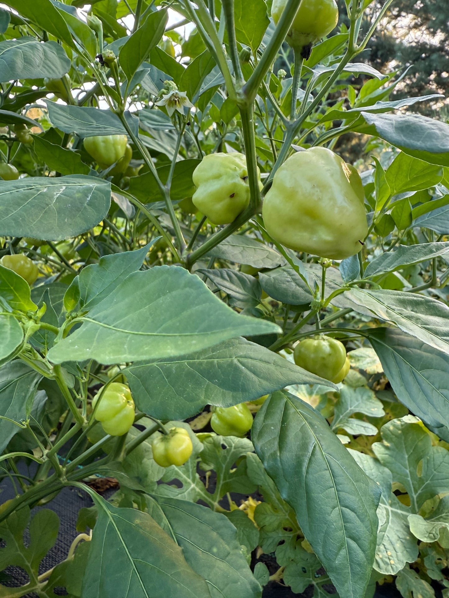Pepper - Peachadew