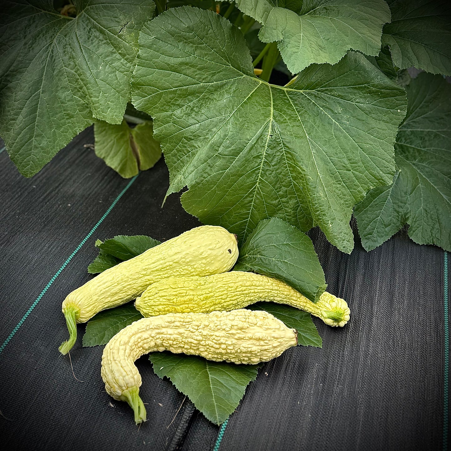 Summer Squash - Rugosa Friulana