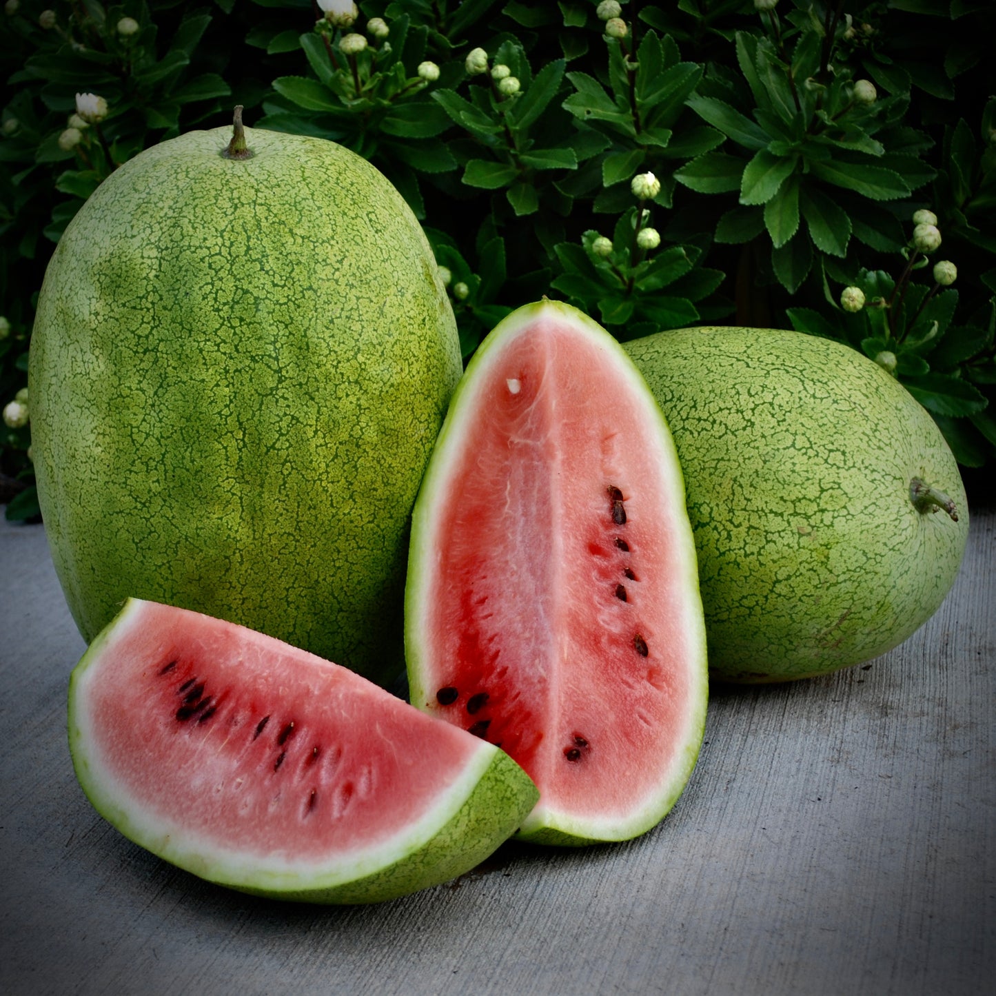 Watermelon - Ali Baba