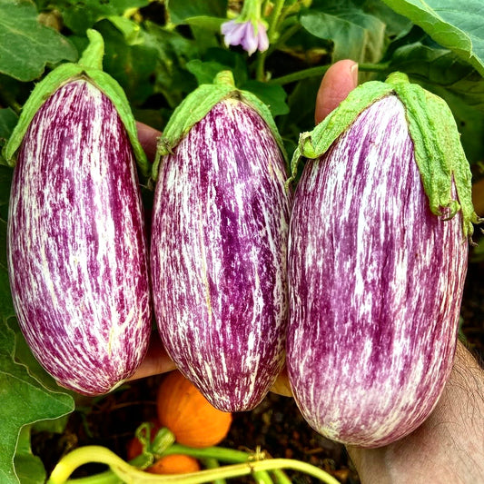 Eggplant - Listada De Gandia