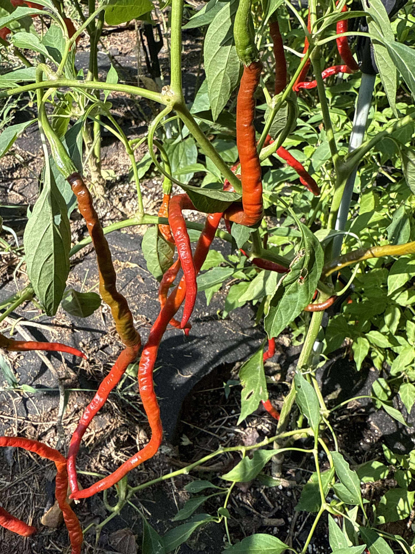 Thunder Mountain Longhorn - Pepper Seeds