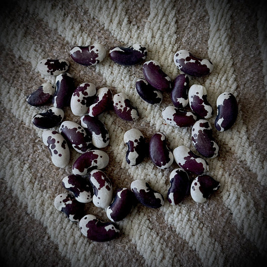 Bean - 1,500 Year Old Cave