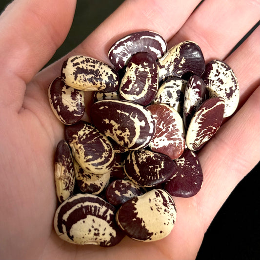 Lima Bean - Christmas