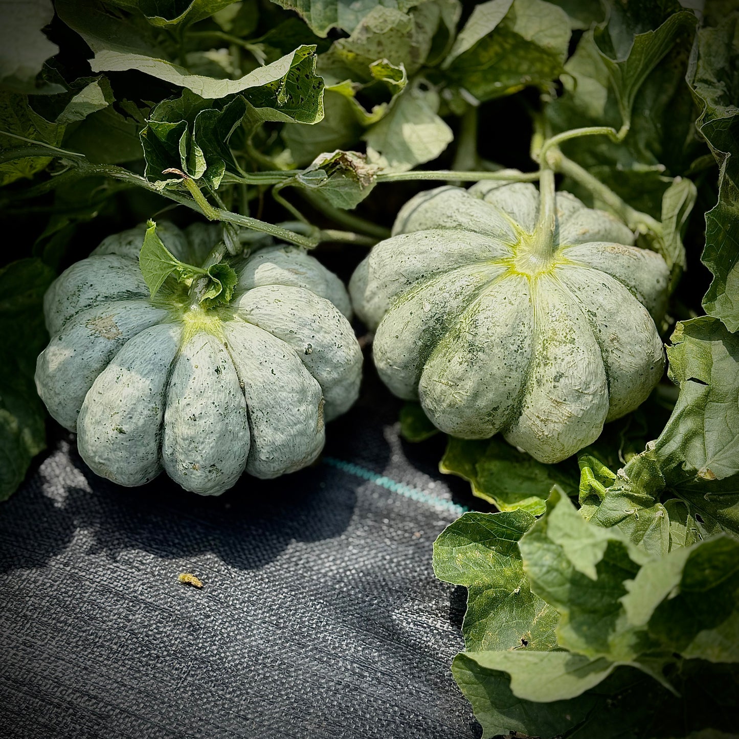 Melon - Prescott Fond Blanc