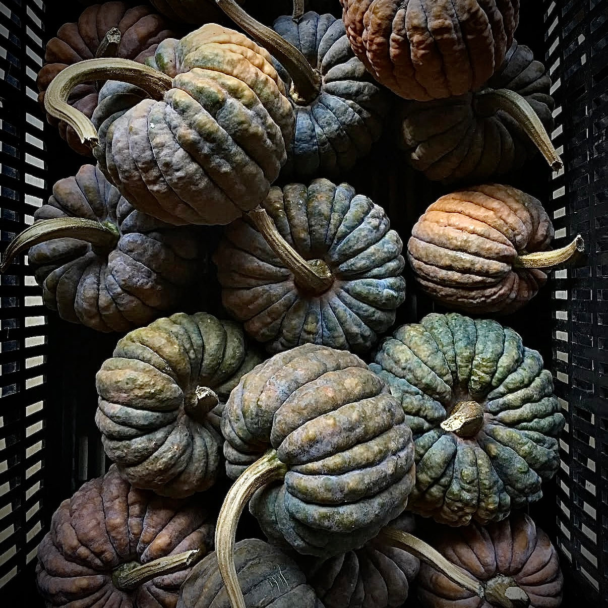 Squash - Black Futsu