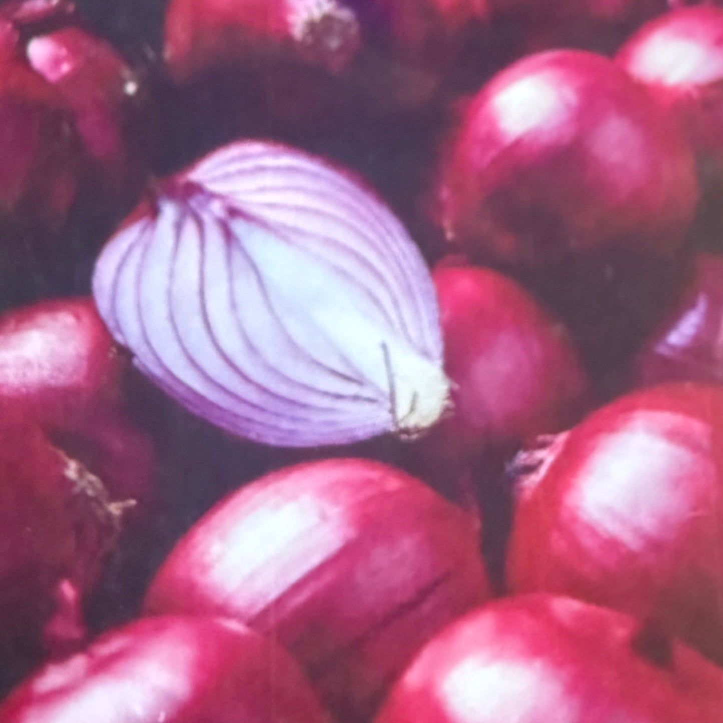 Onion - Ruby Red