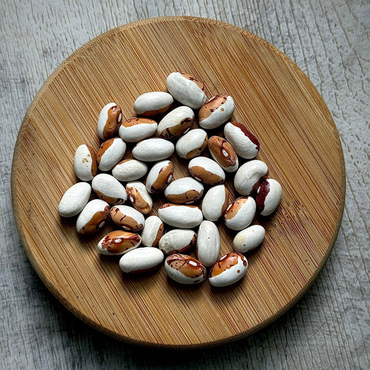 Bean - Hidatsa Shield