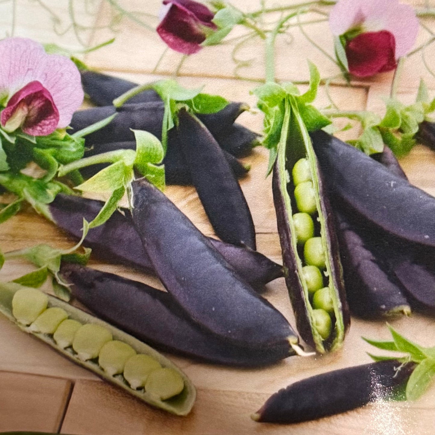 Pea - Sugar Magnolia