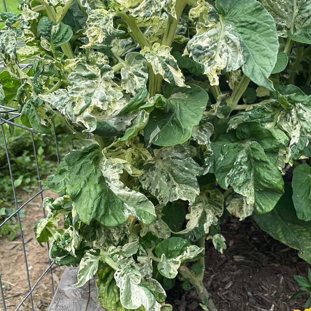 Tomato - Pico’s Pride