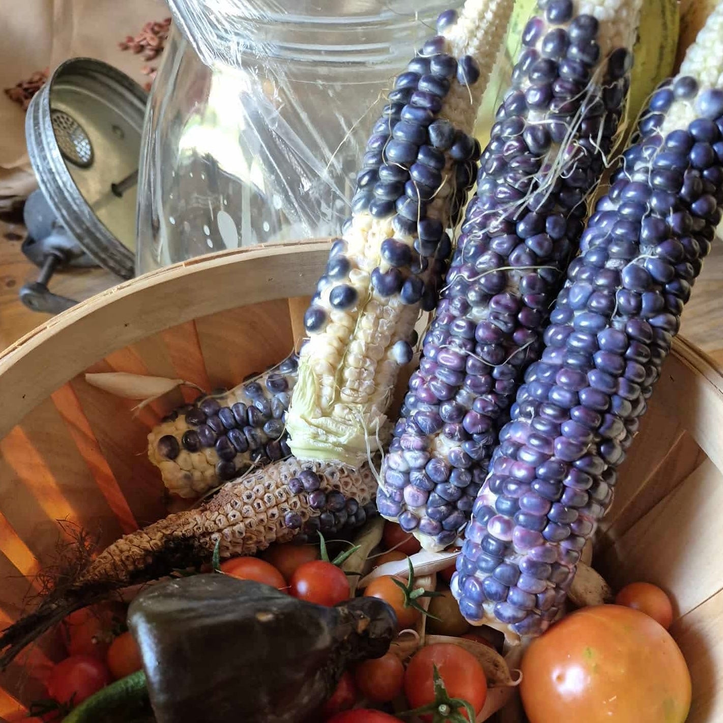 Corn - Blue Hopi