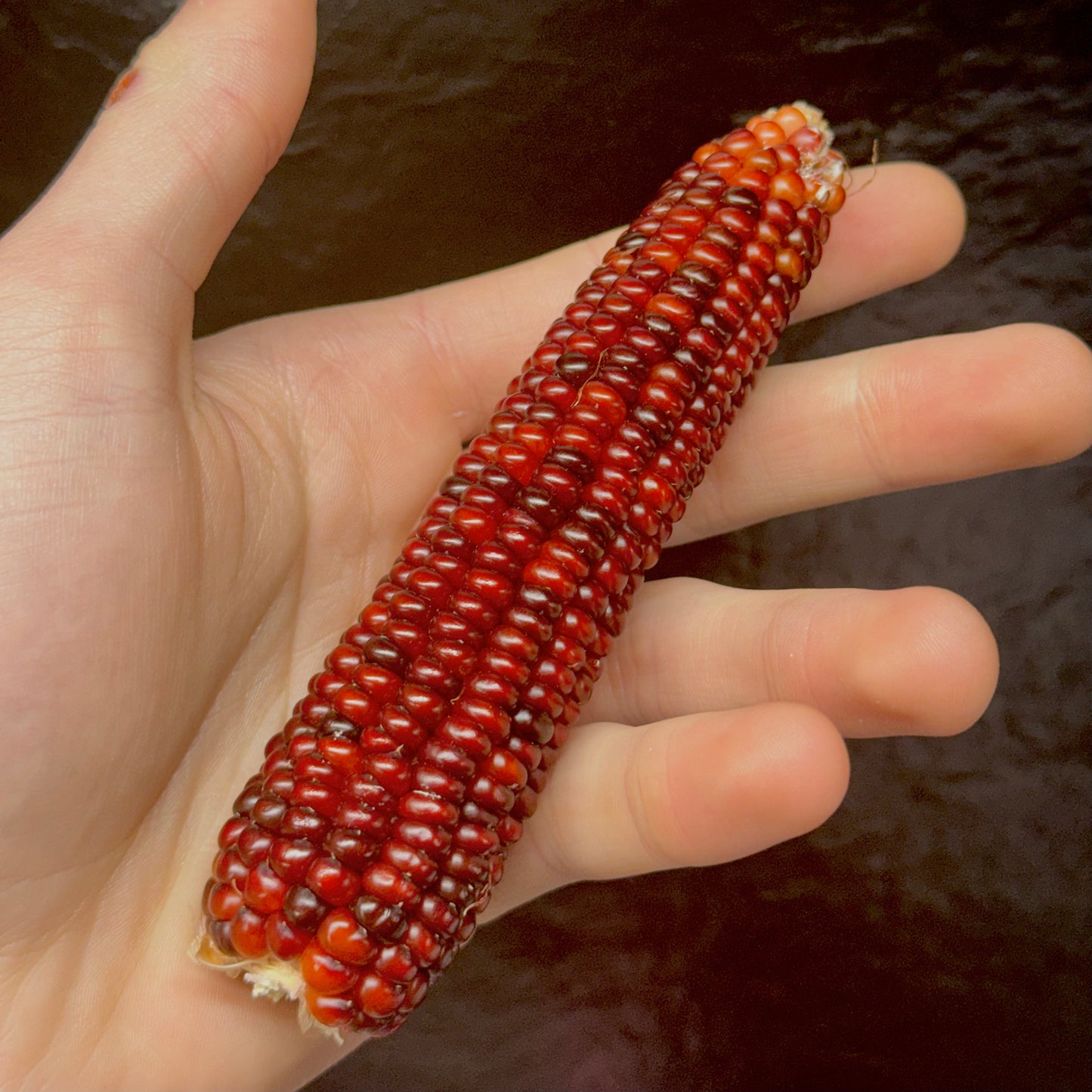 Corn - Bloody Butcher