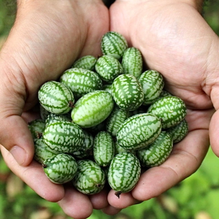 planting gherkin seeds Cucumber