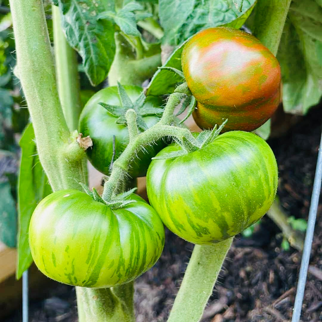 Tomato - Sandy Stripes