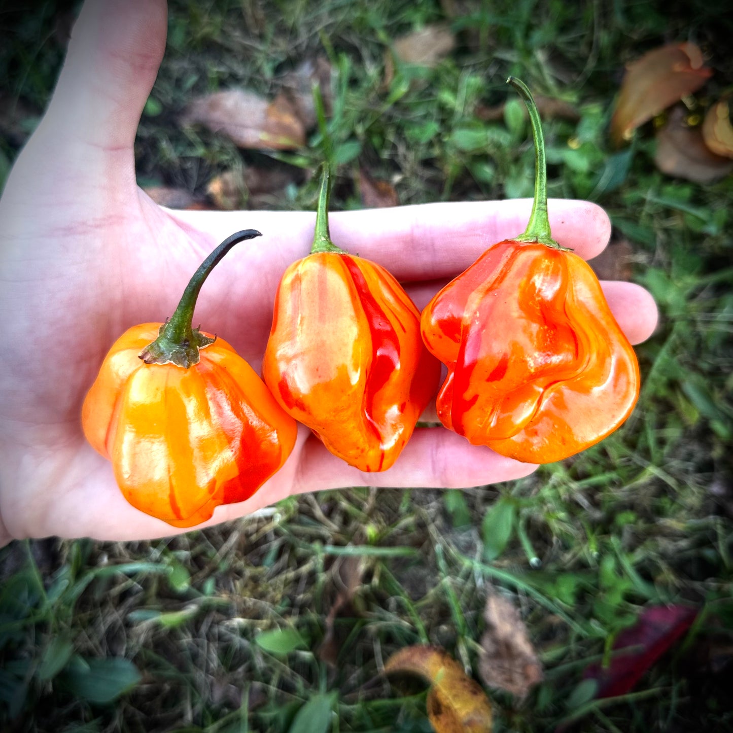 Pepper - Zebrange