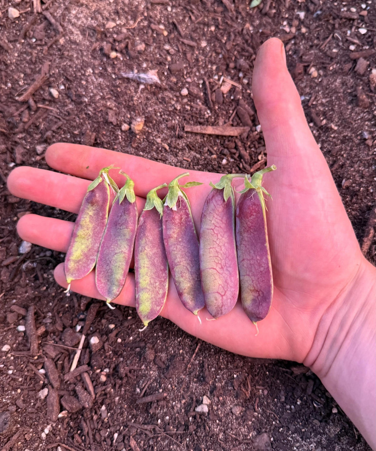 Pea Seeds - King Tut Purple
