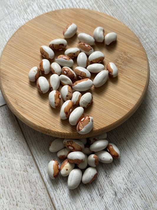 Bean - Hidatsa Shield