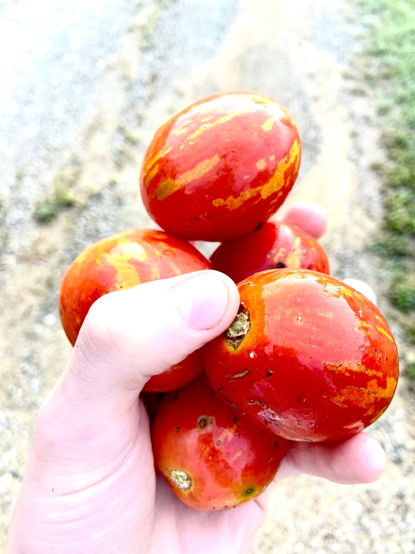 Tomato - Russian Queen