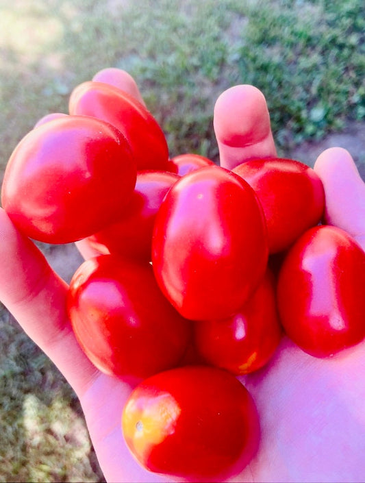 Tomato - Crovarese Grape