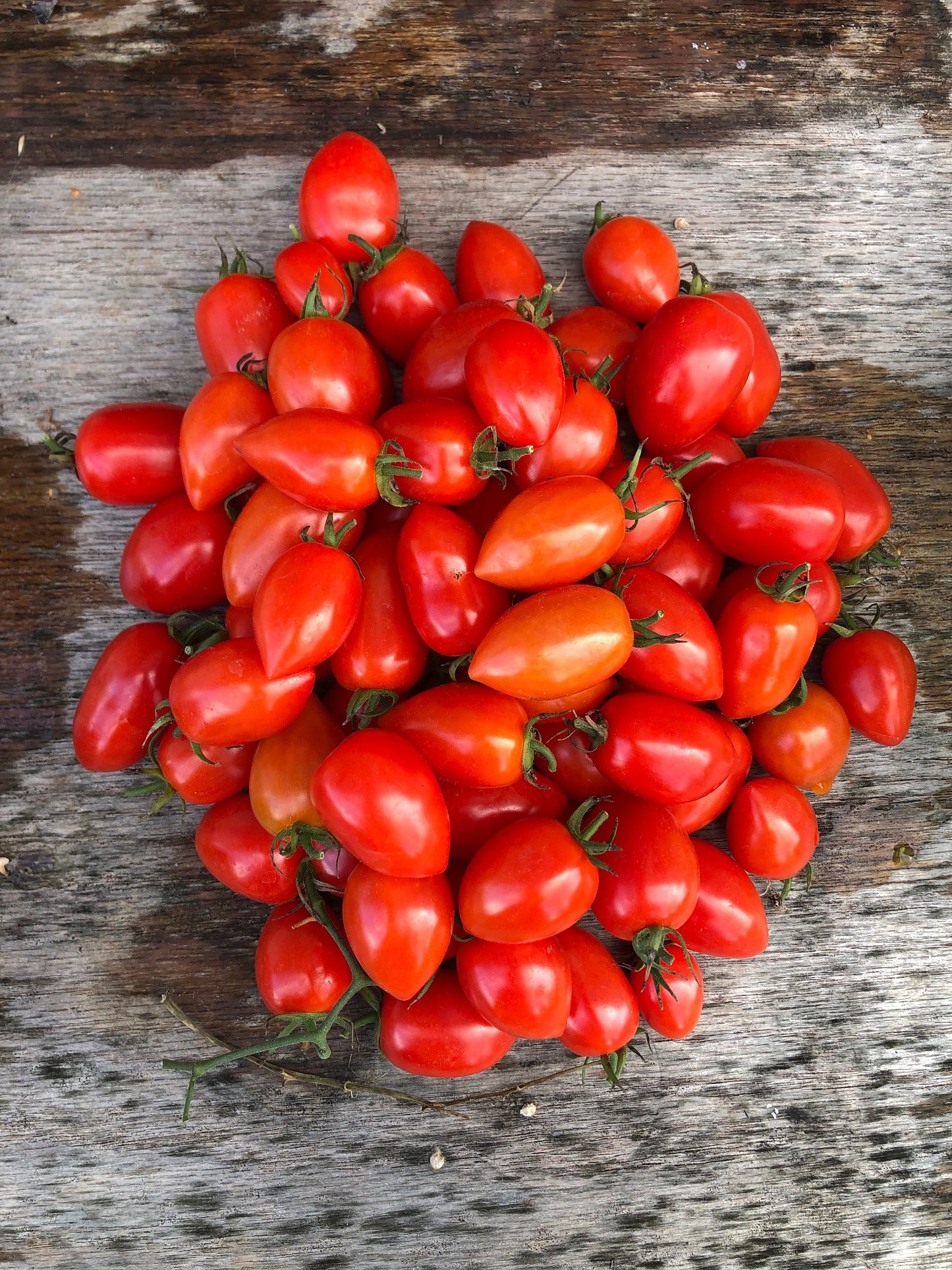 Gardener’s Sweetheart -Non GMO- Heirloom Tomato Seeds (10+ Seeds)