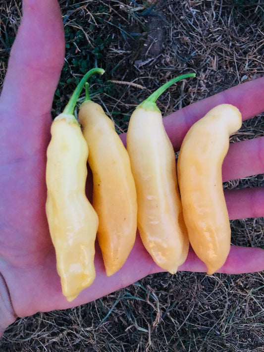 Pepper - Sugar Rush Peach