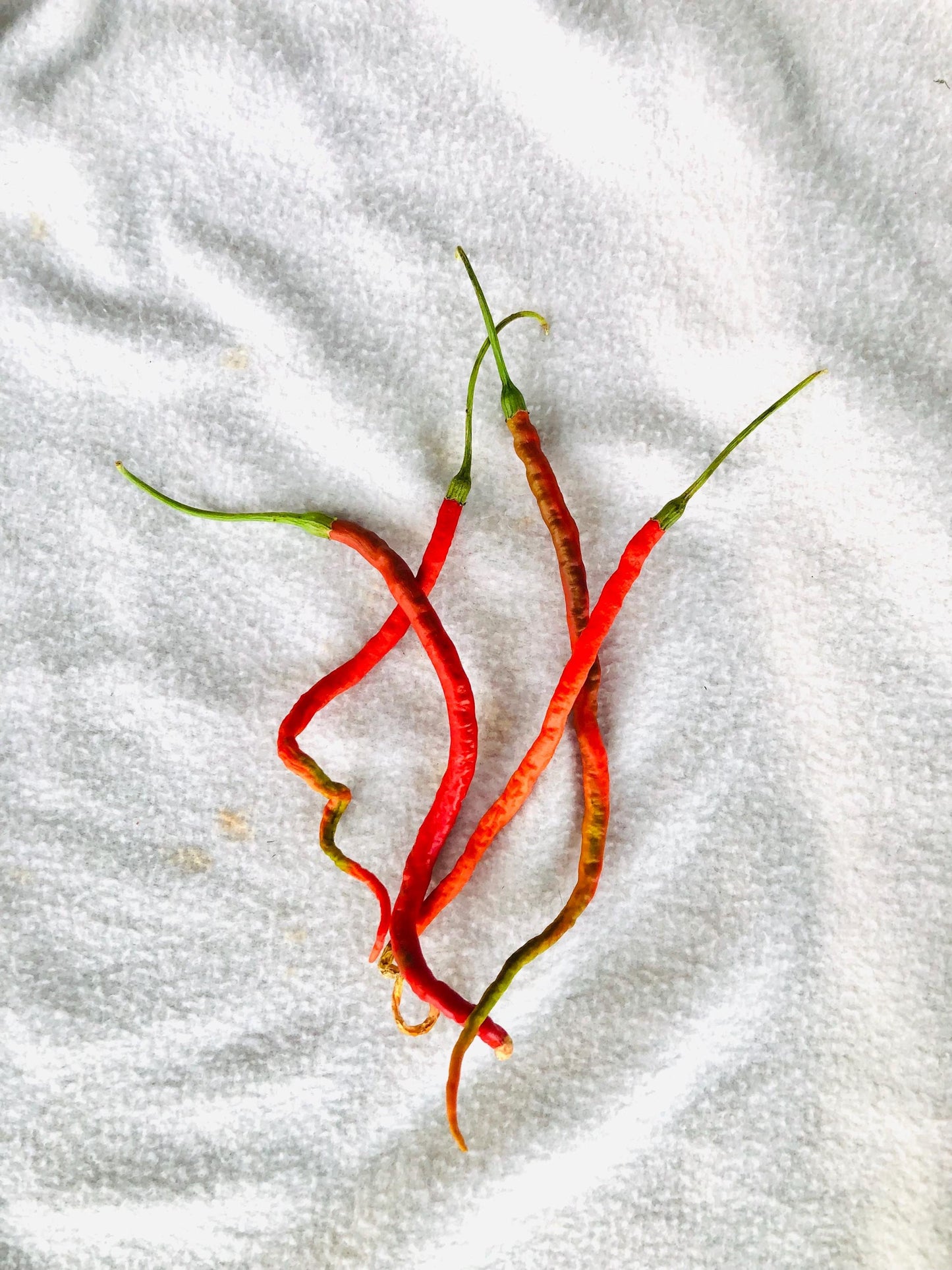 Thunder Mountain Longhorn - Pepper Seeds