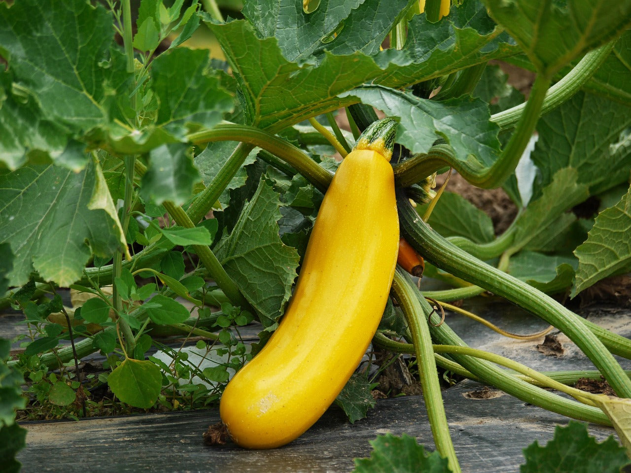 Squash - Golden Zucchini