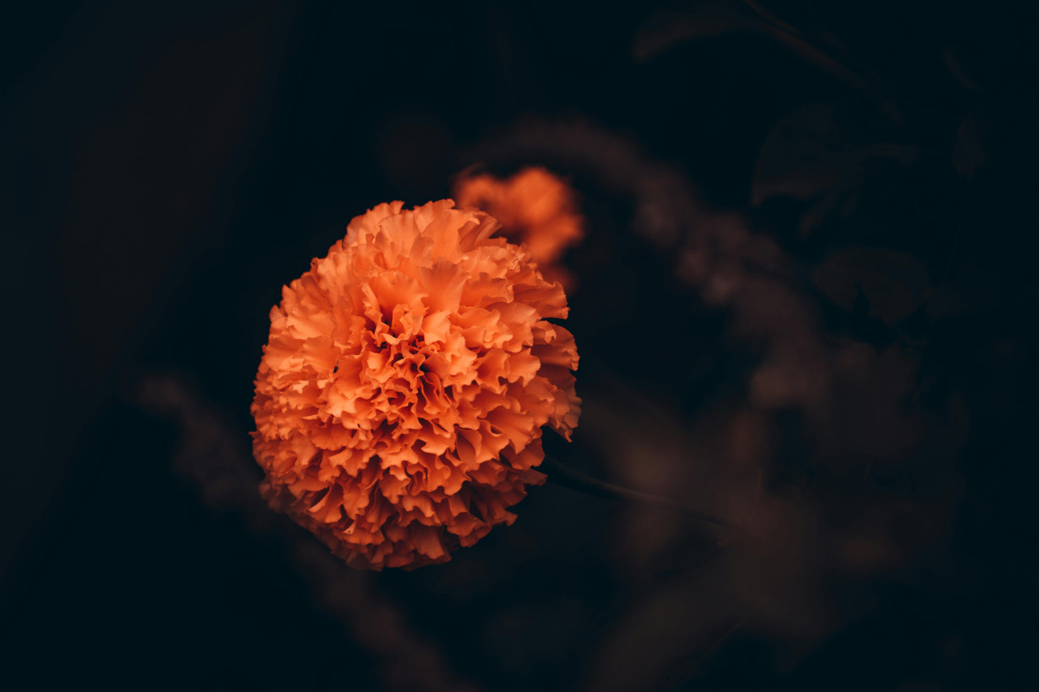 Marigold Seeds