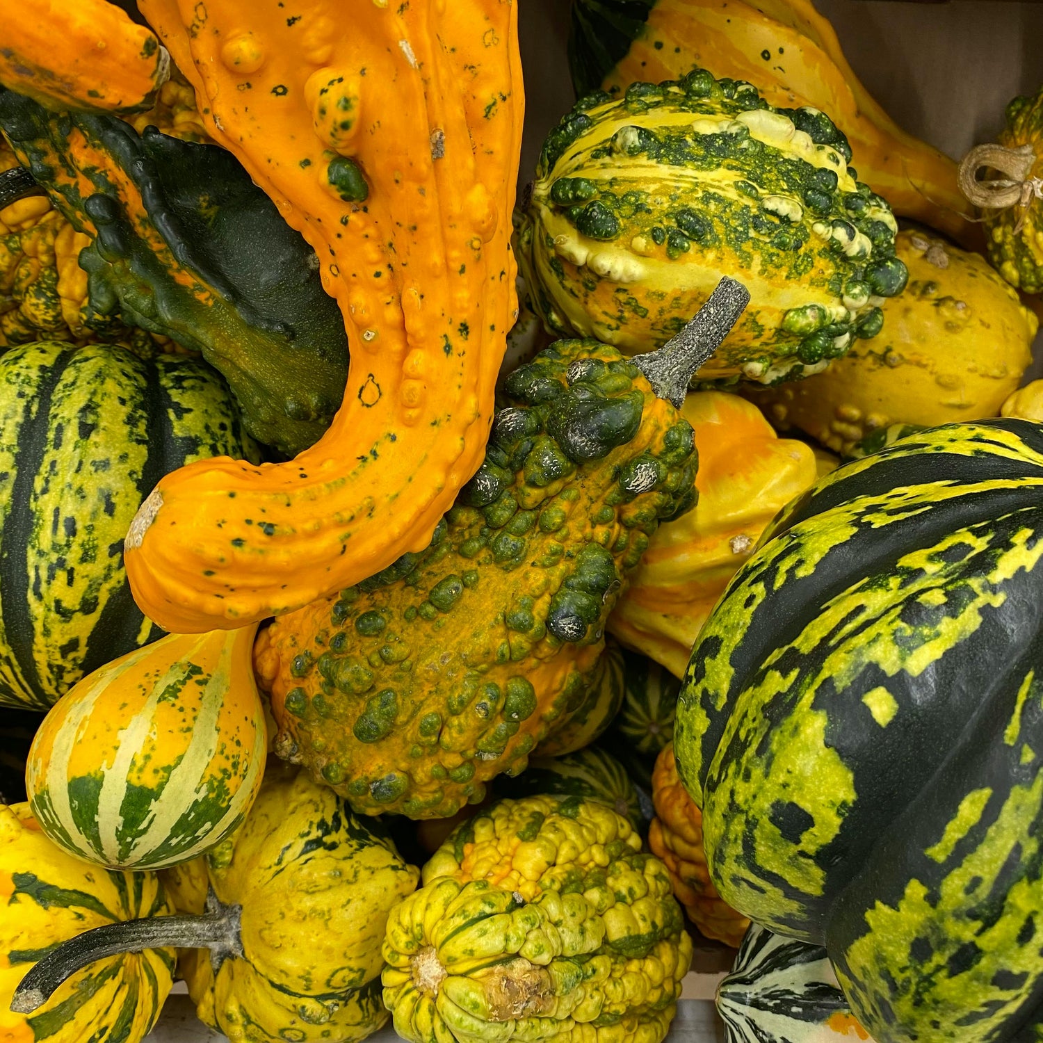 Gourd Seeds