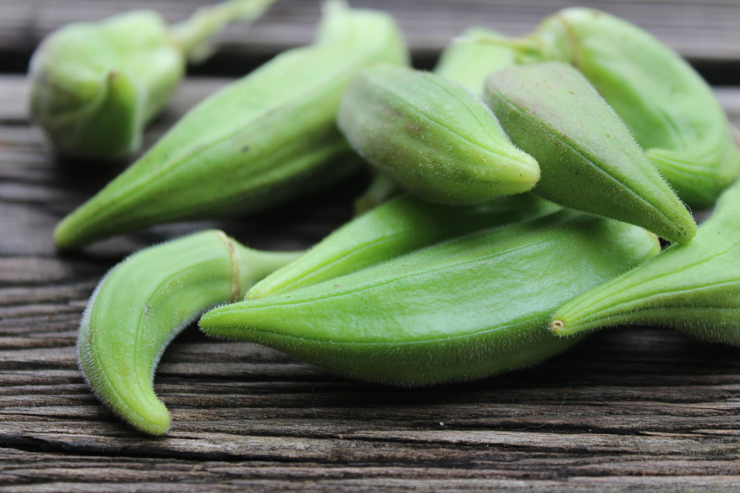 Okra Seeds