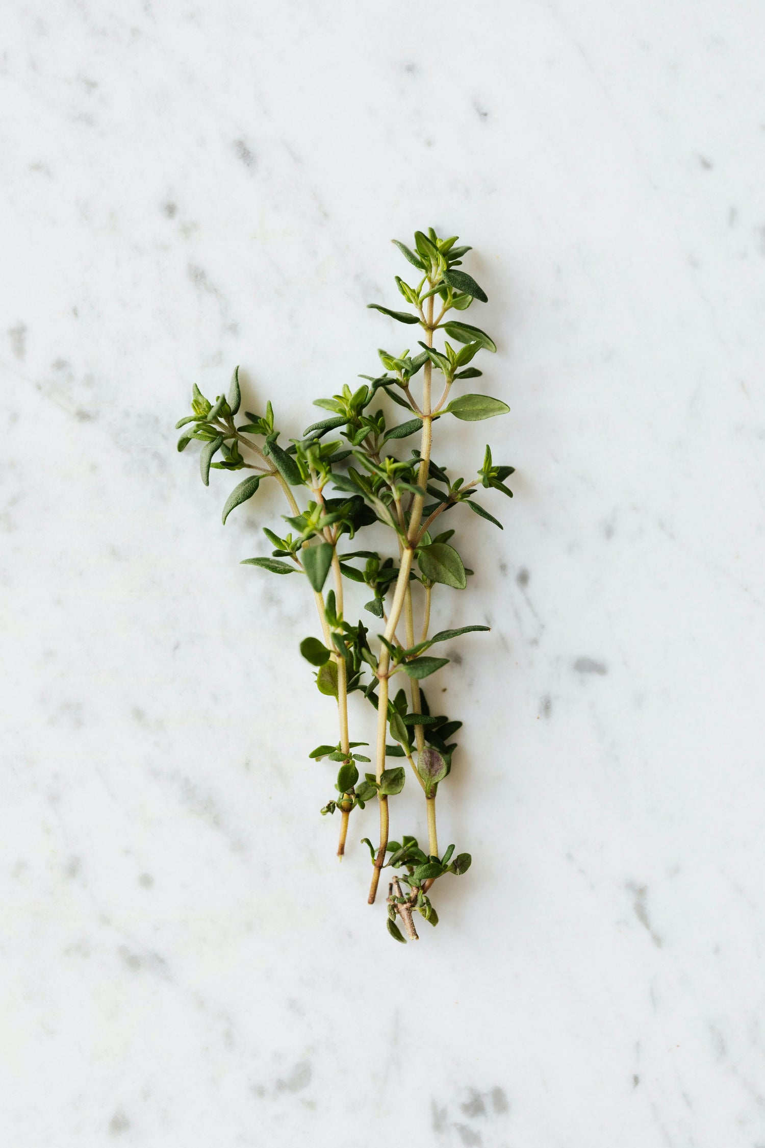 Thyme Seeds