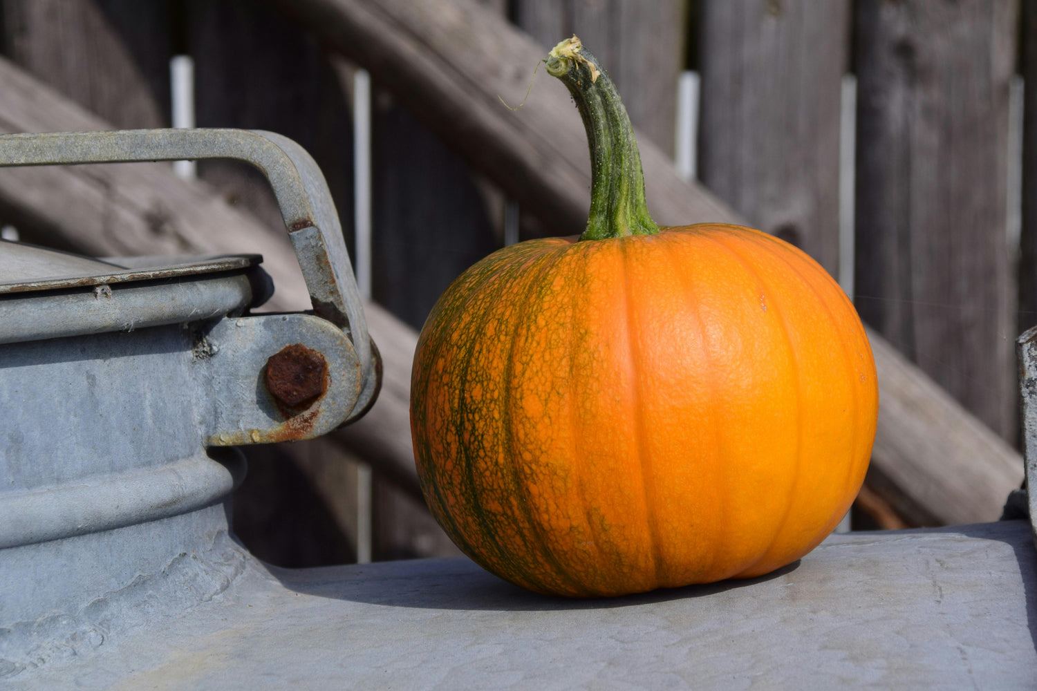 Pumpkin Seeds