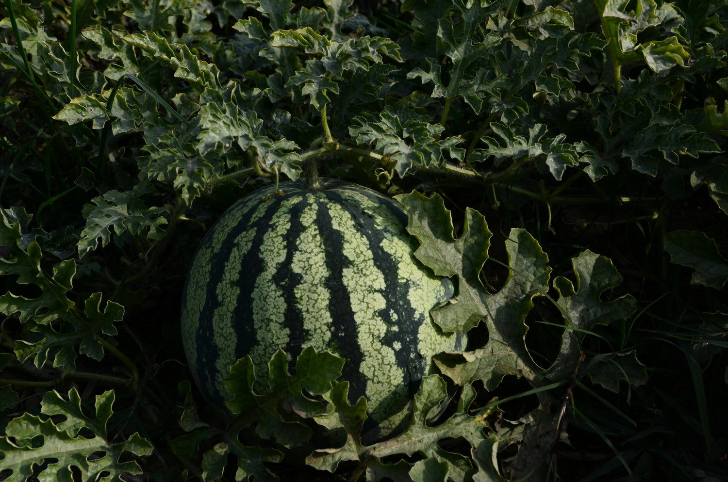 Watermelon Seeds