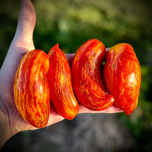 Tomato - Cassidy’s Folly