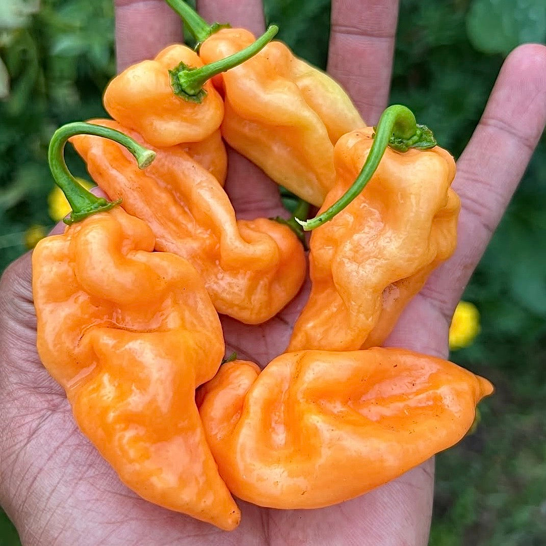 Pepper - Habanada