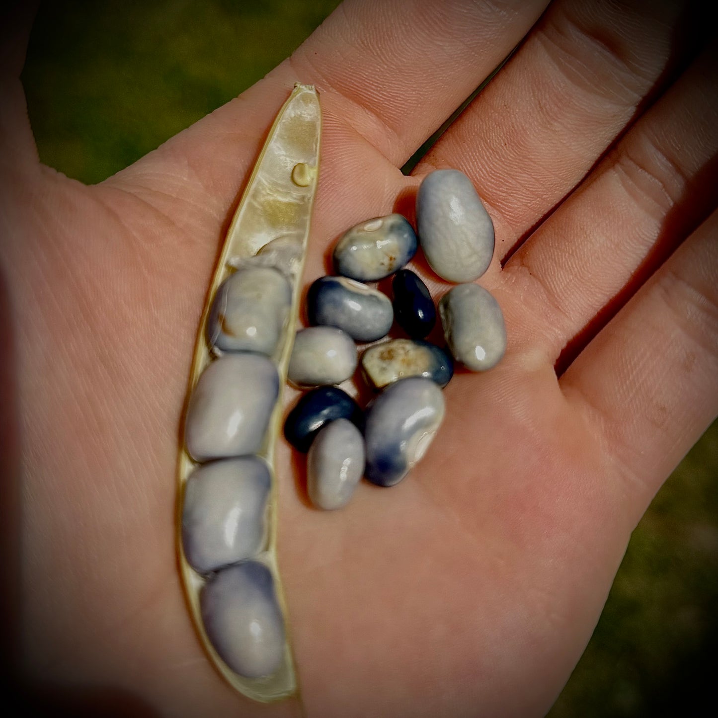 Bean - San Bernardo Blue