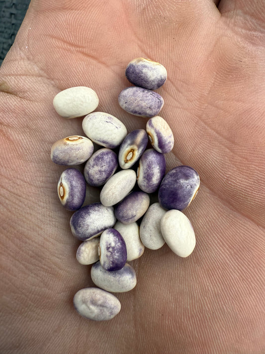 Bean - Blooming Prairie