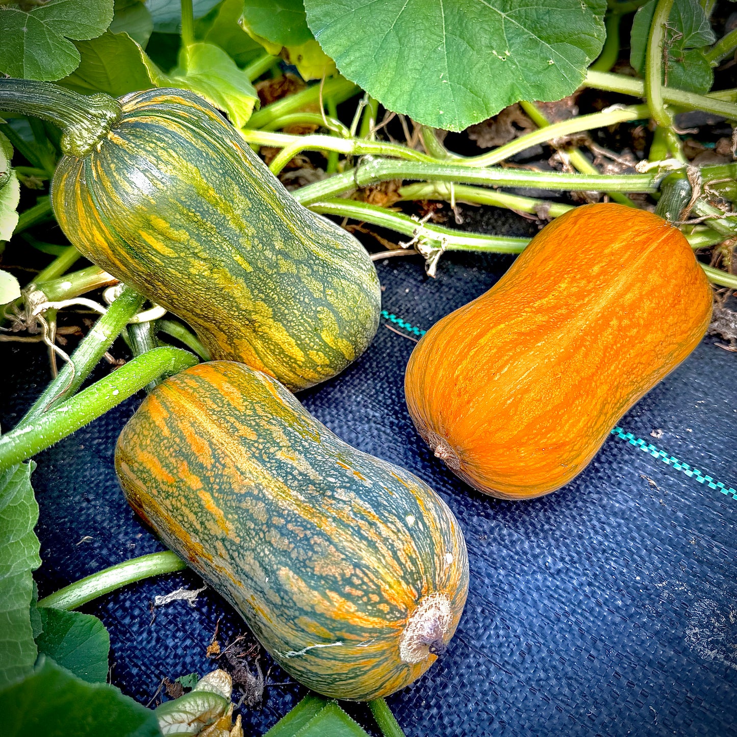 Squash - Honeynut