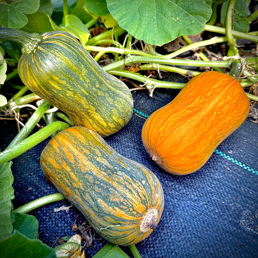 Squash - Honeynut
