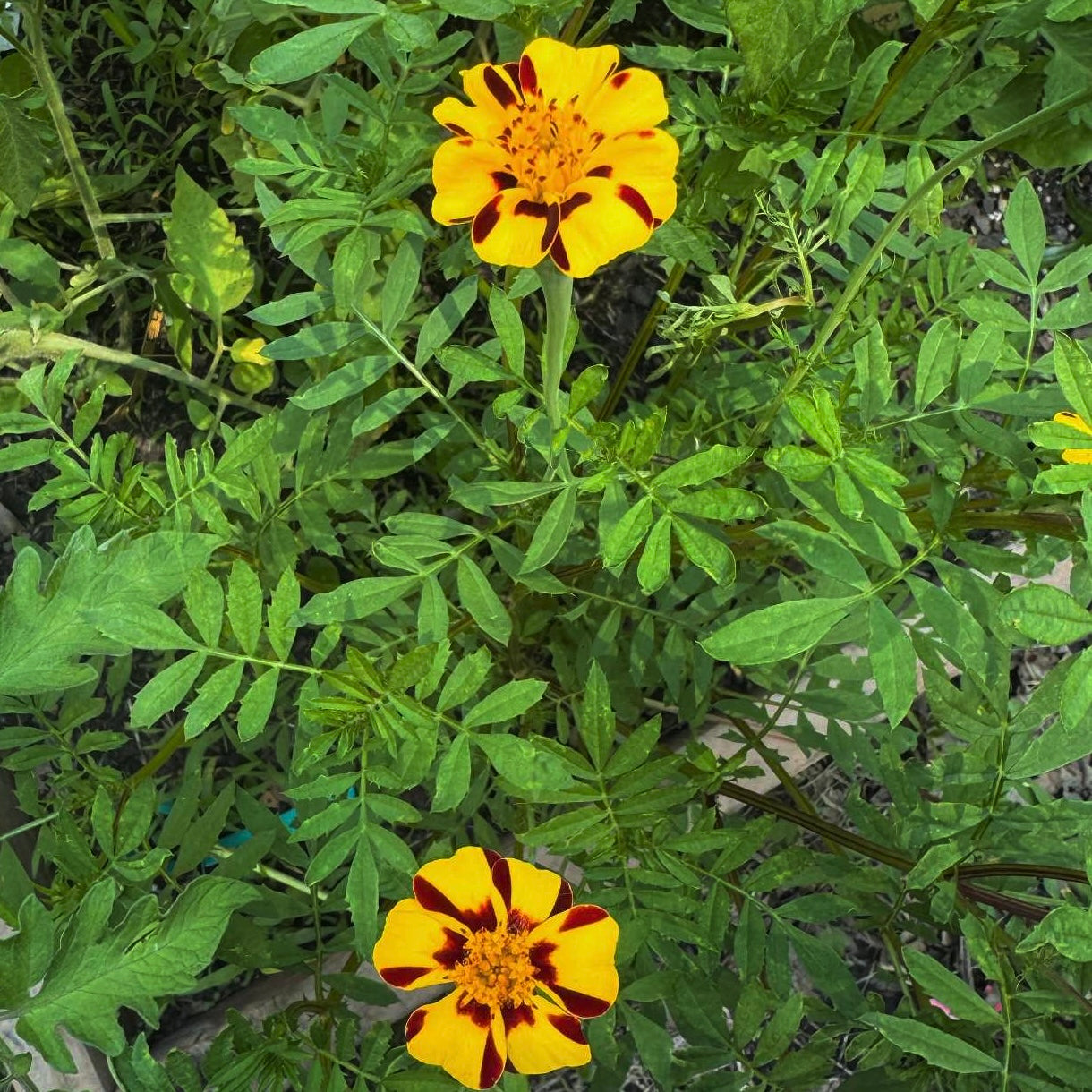 Marigold - Pinwheel