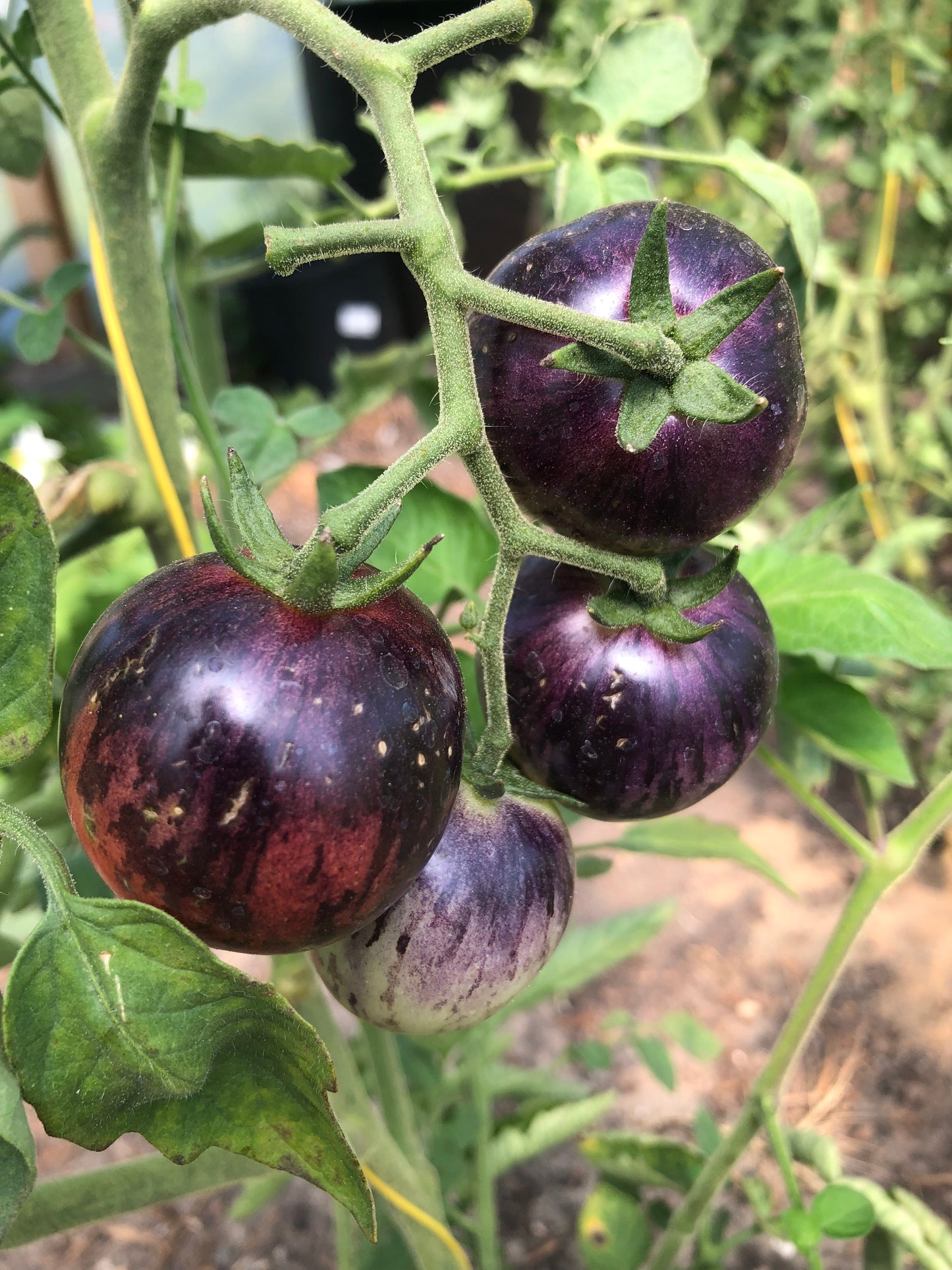 Tomato - Black Strawberry