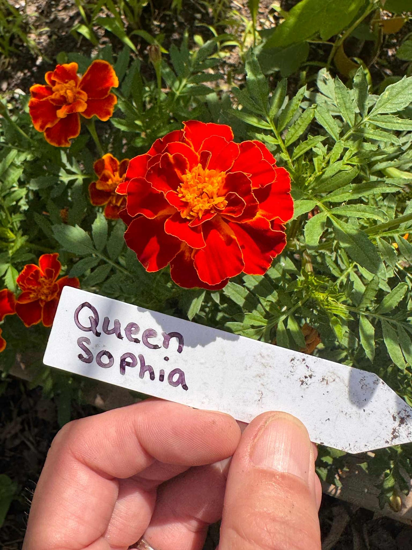 Marigold - Queen Sofia
