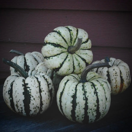Squash - Sweet Dumpling