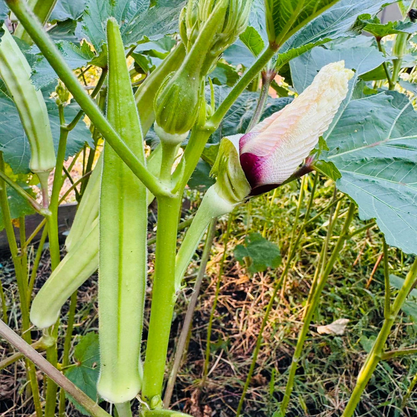 Okra - Burmese
