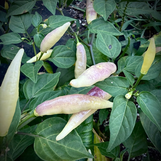 Pepper - Aji Omnicolor